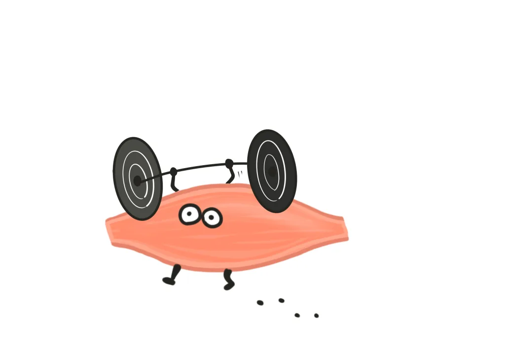 ダンベルと筋肉