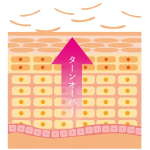 ターンオーバー